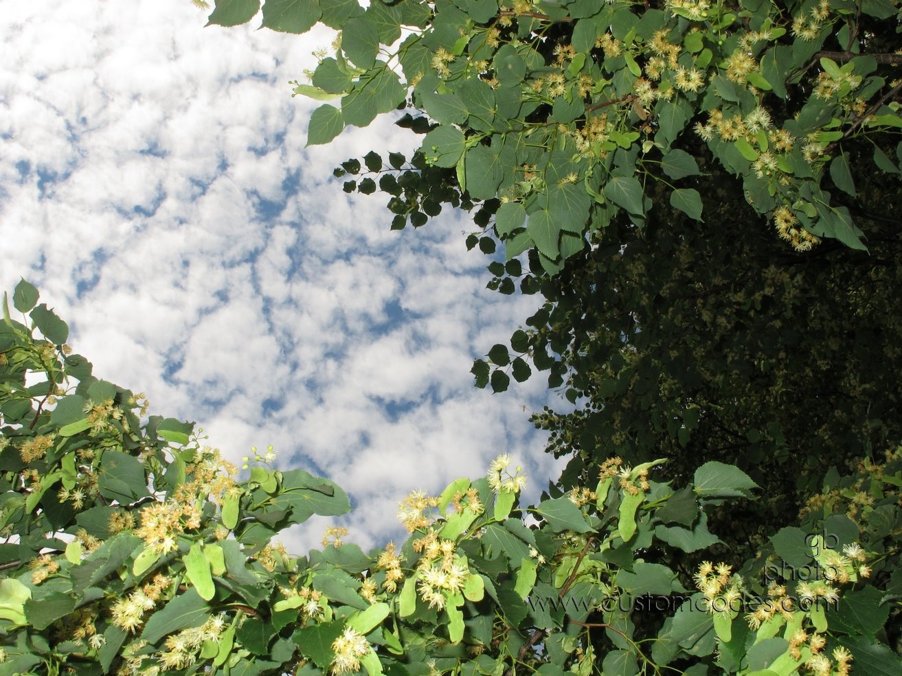 canopy_20120613