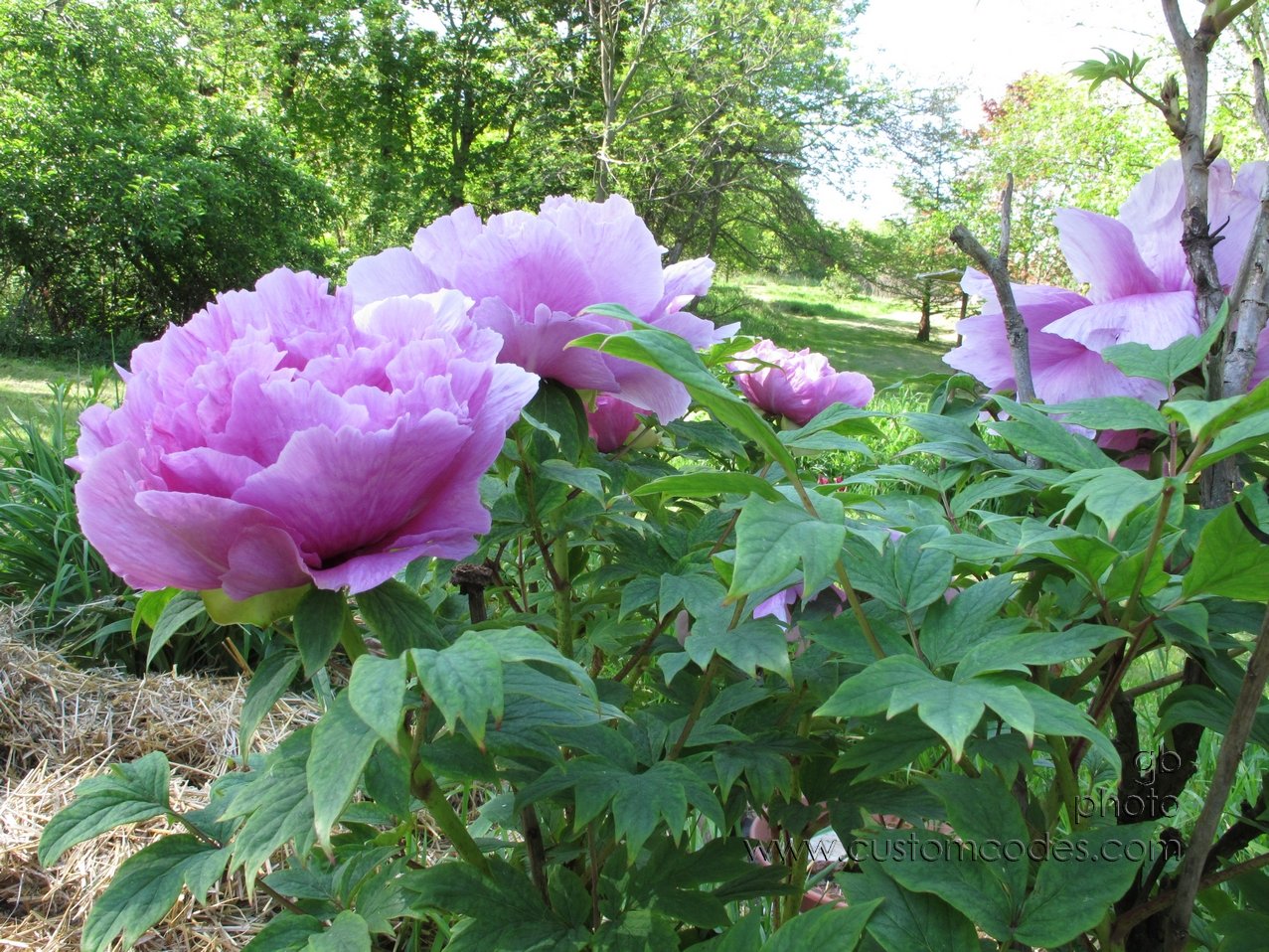 TreePeonyAcrossTop_20120513