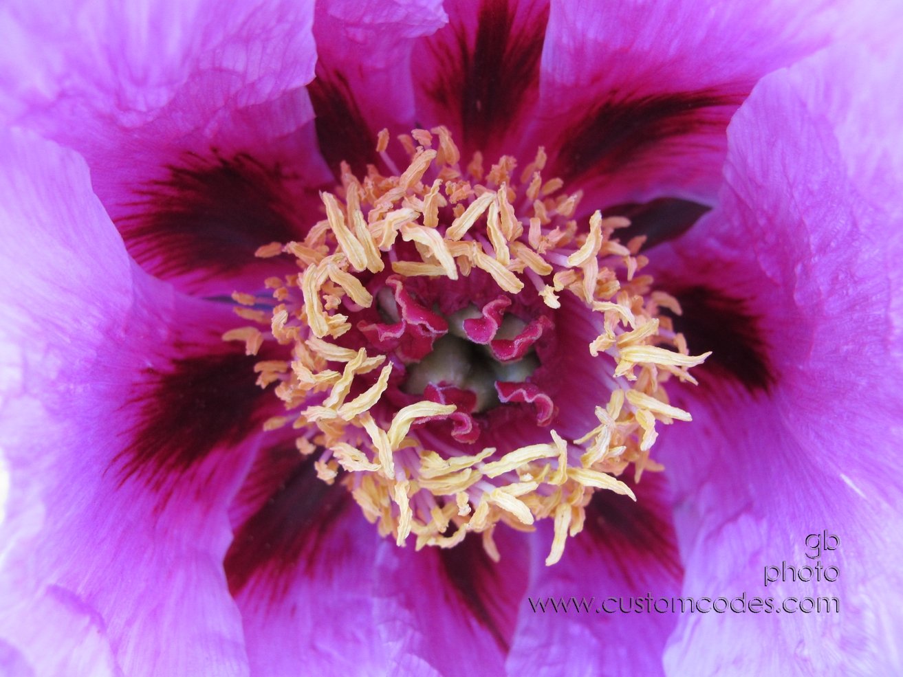 InnerFrillsTreePeony_20120513