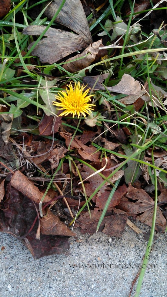 dandelion20121202