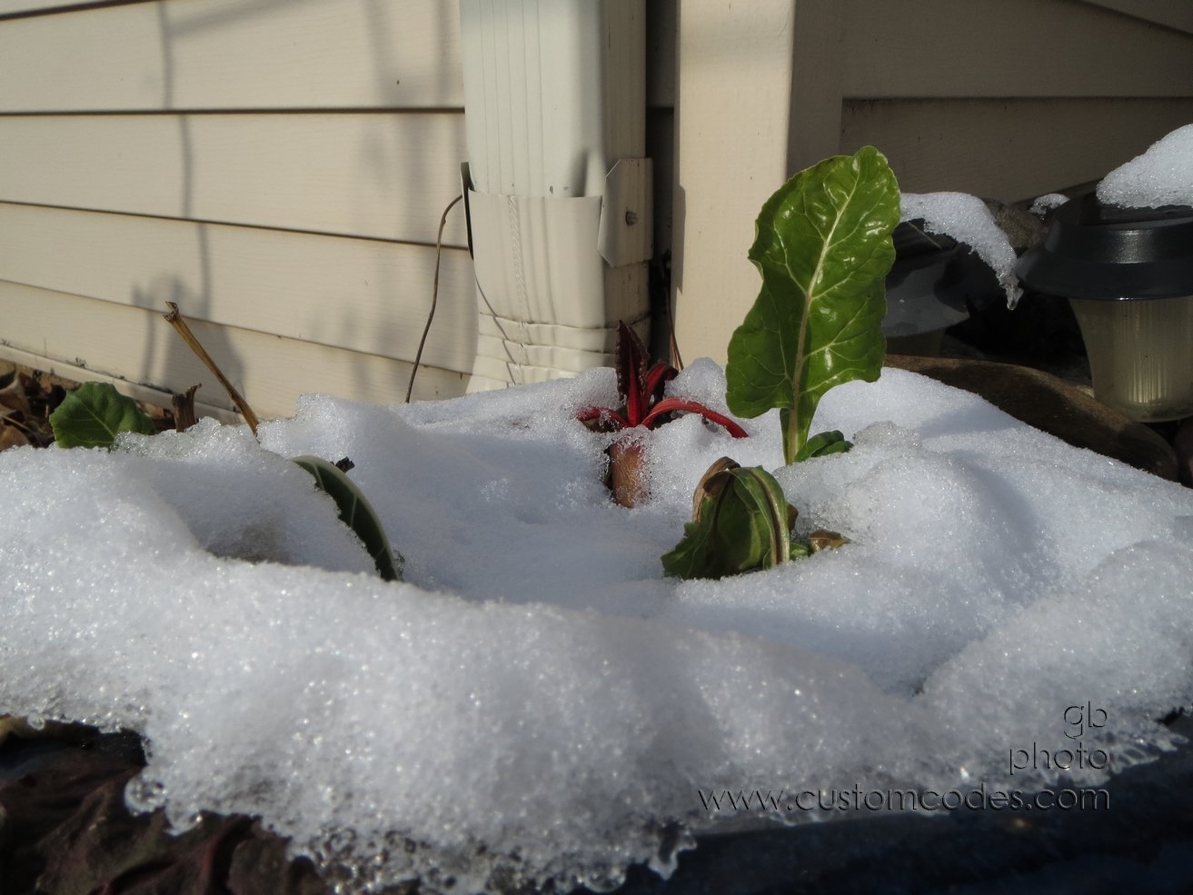 swissChard_20121210