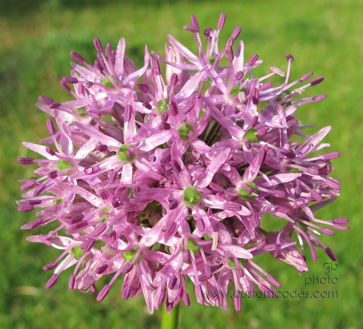 Allium_2012_0503