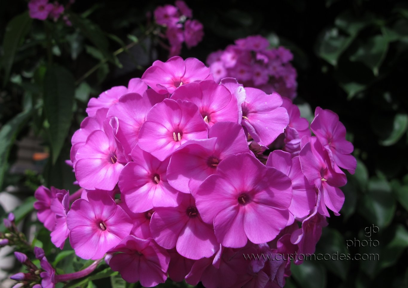 phlox4Christmas