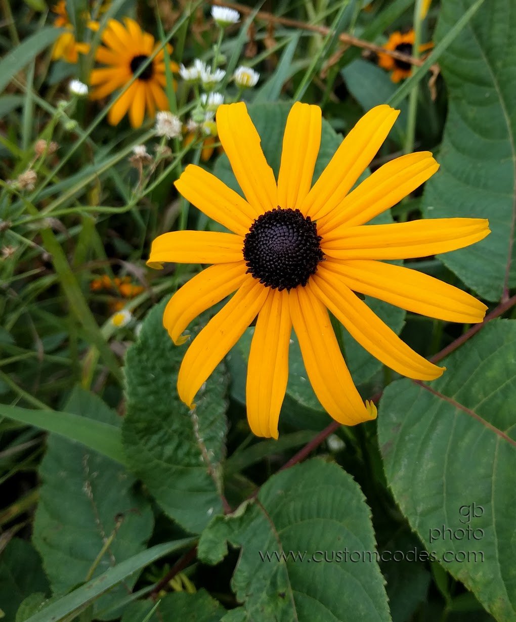ConeFlower-Fibonachi