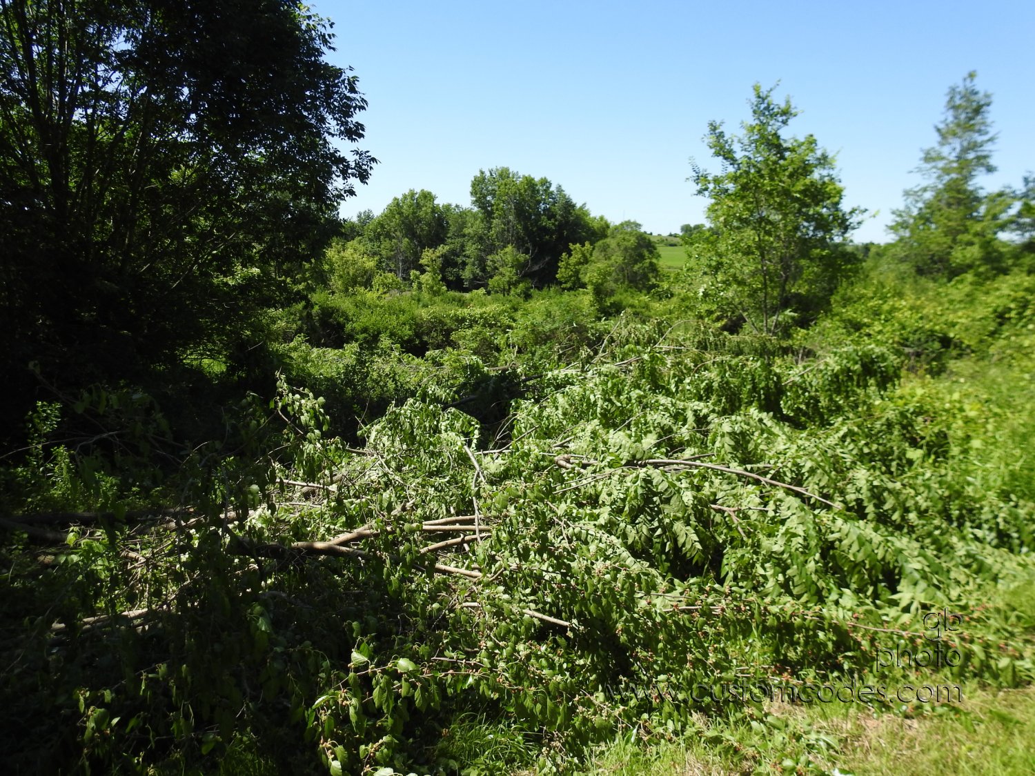 ClearCut