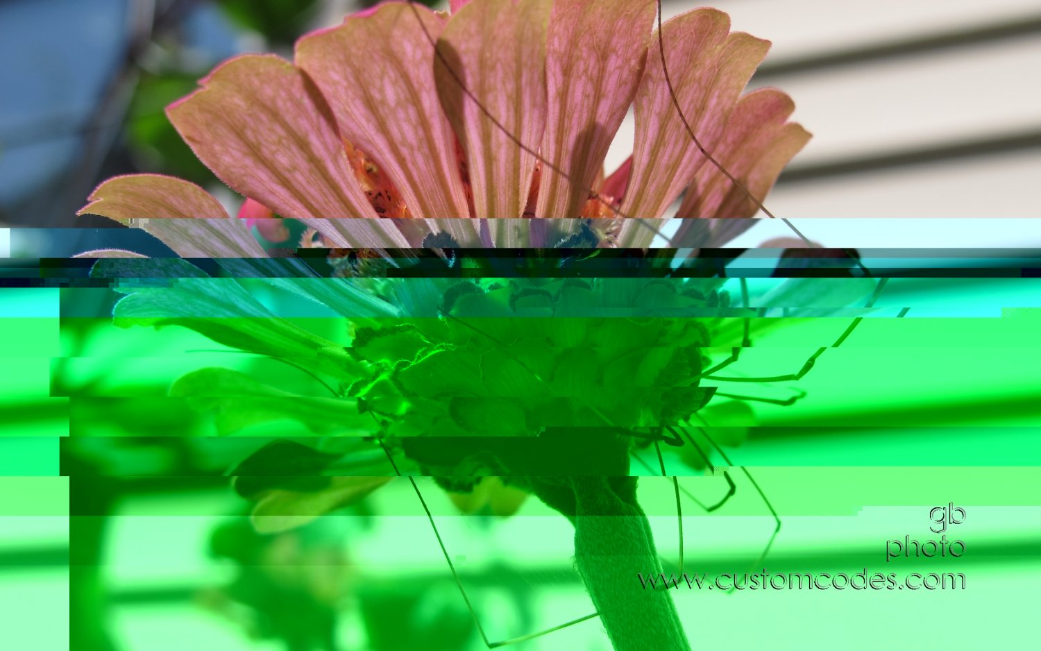 spidy_20150809