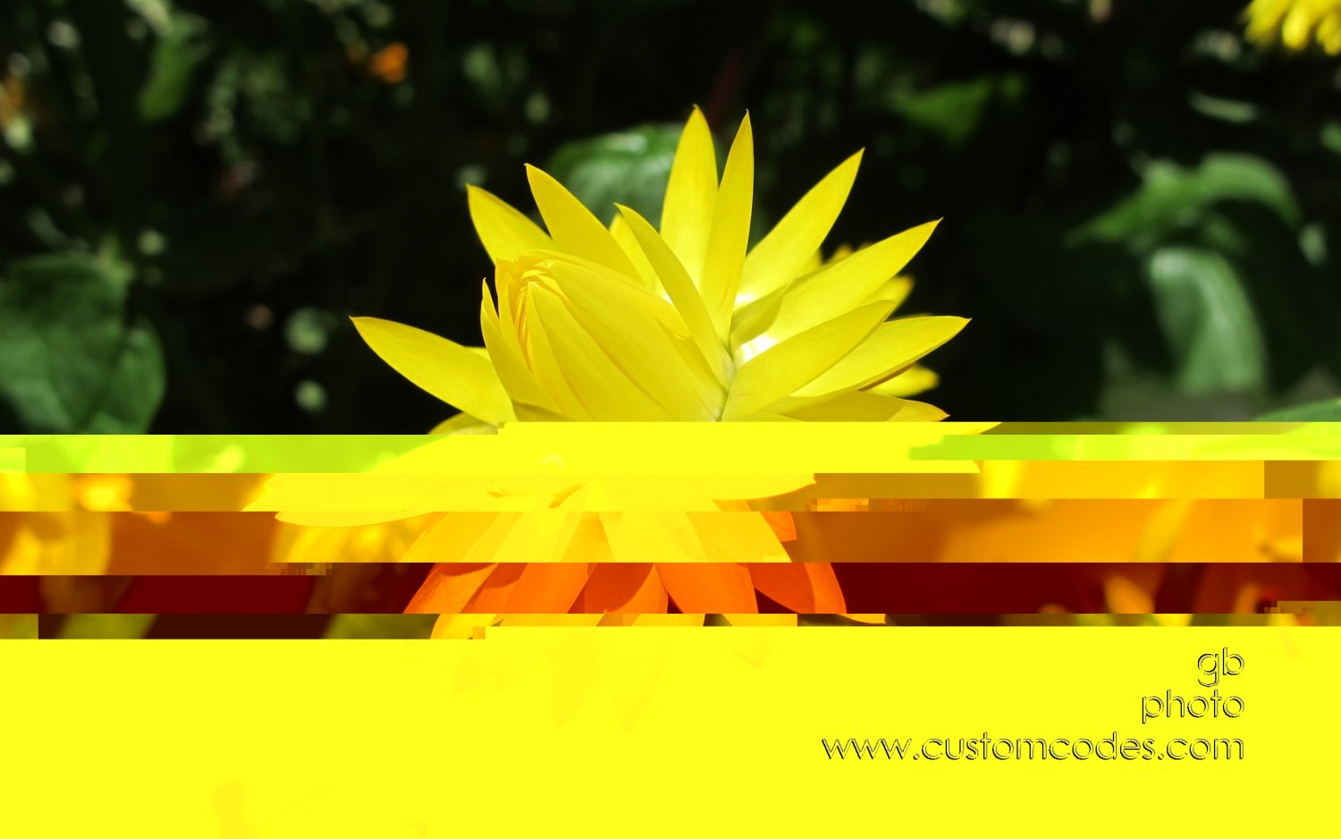 strawFlower2_20150808