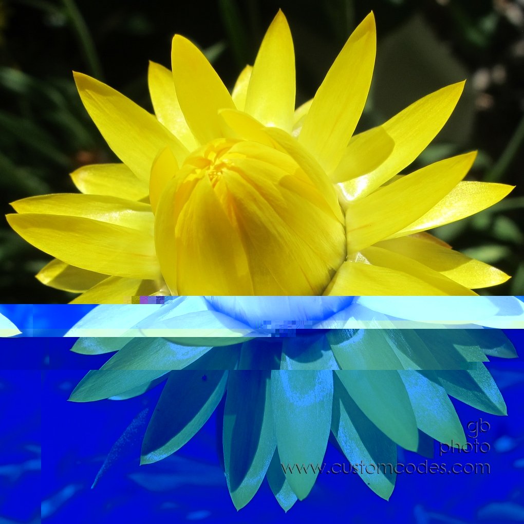 strawFlower_20150808