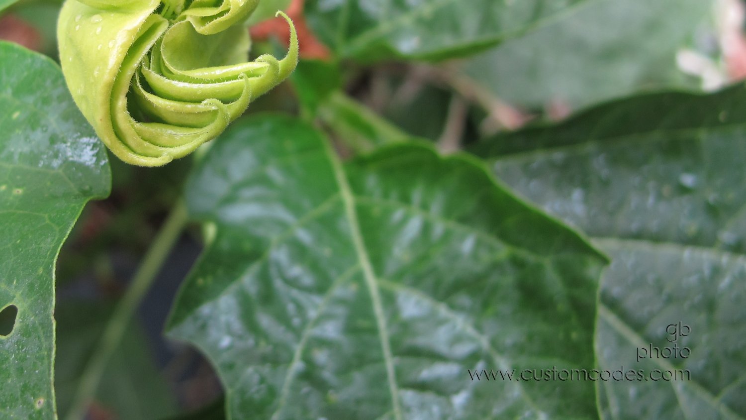 moonFlowerBud