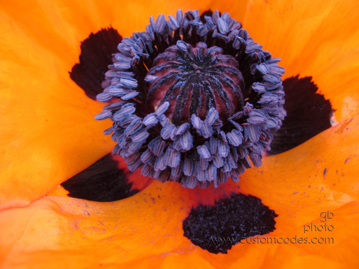 SalmoPoppy