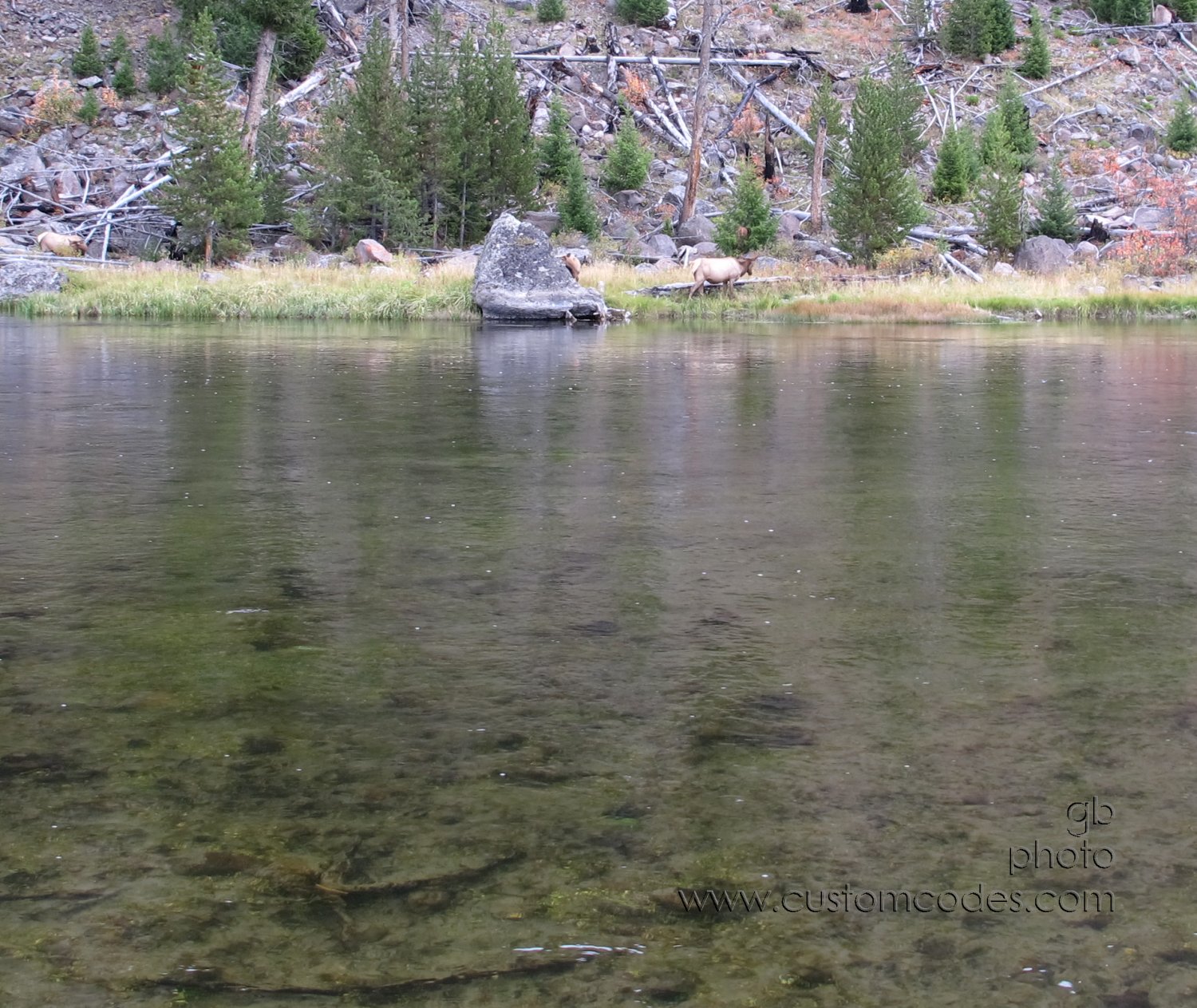 yellowstoneElk