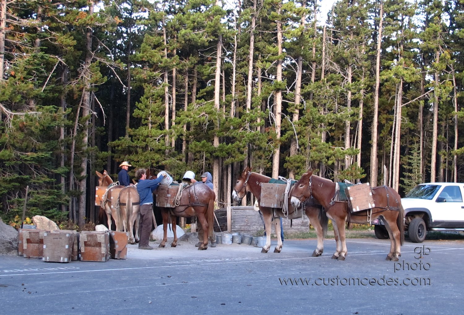 packMulesChiefMtnBorderCrossing