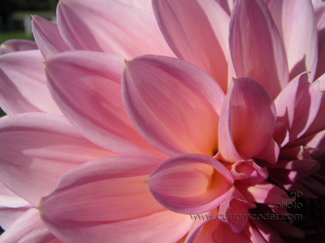 KasloDahlia