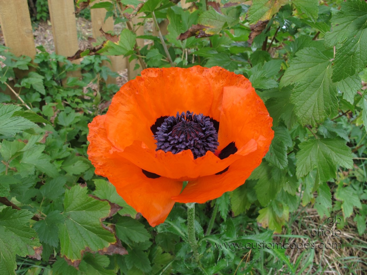 SalmoPoppy_2
