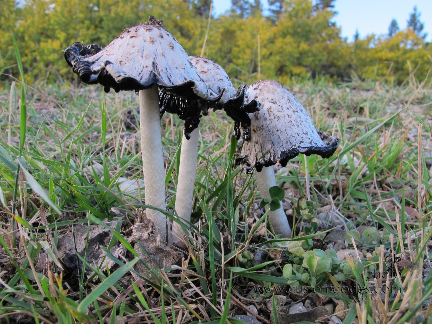 shaggyManes_20140924