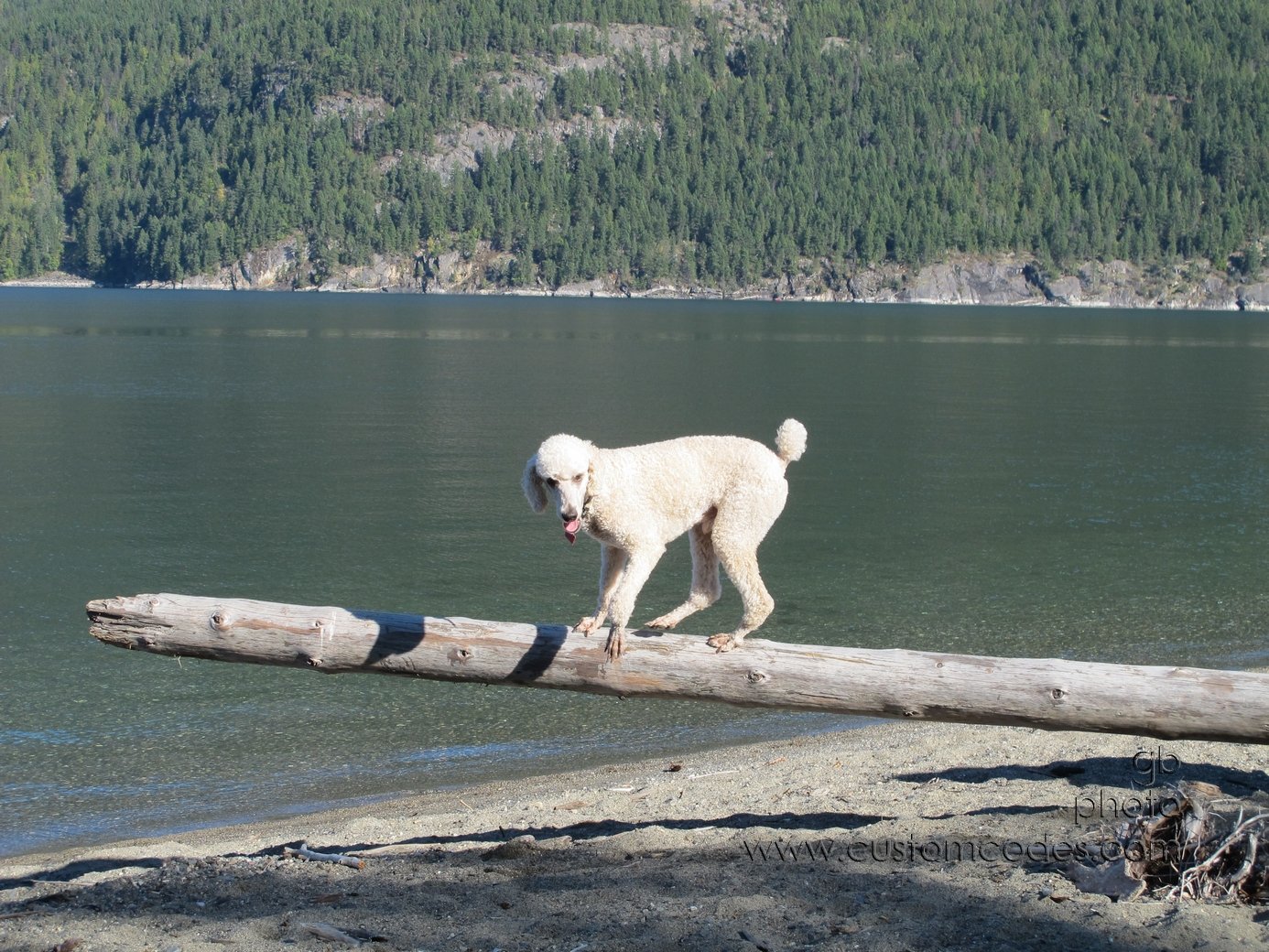 ElwoodKaslo