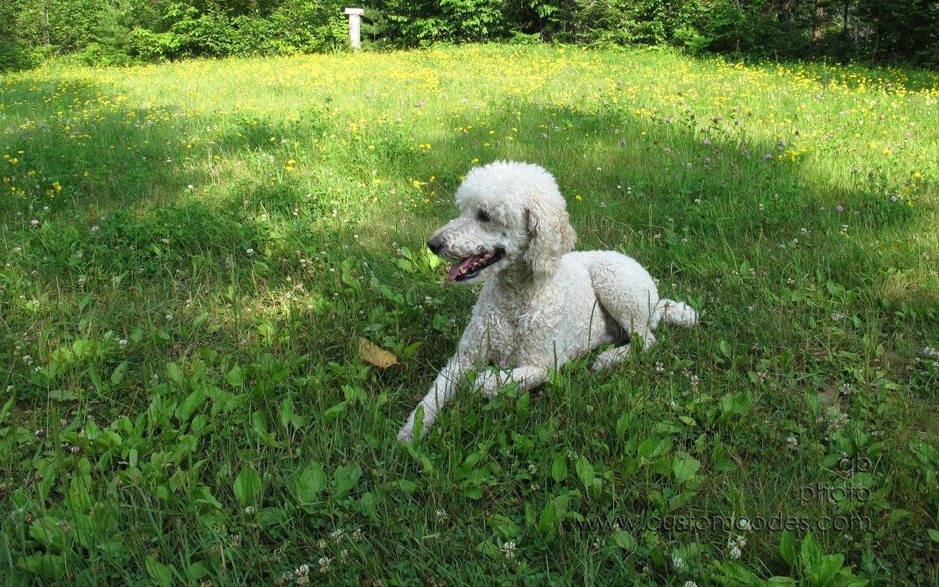 Elwood_3_20150711