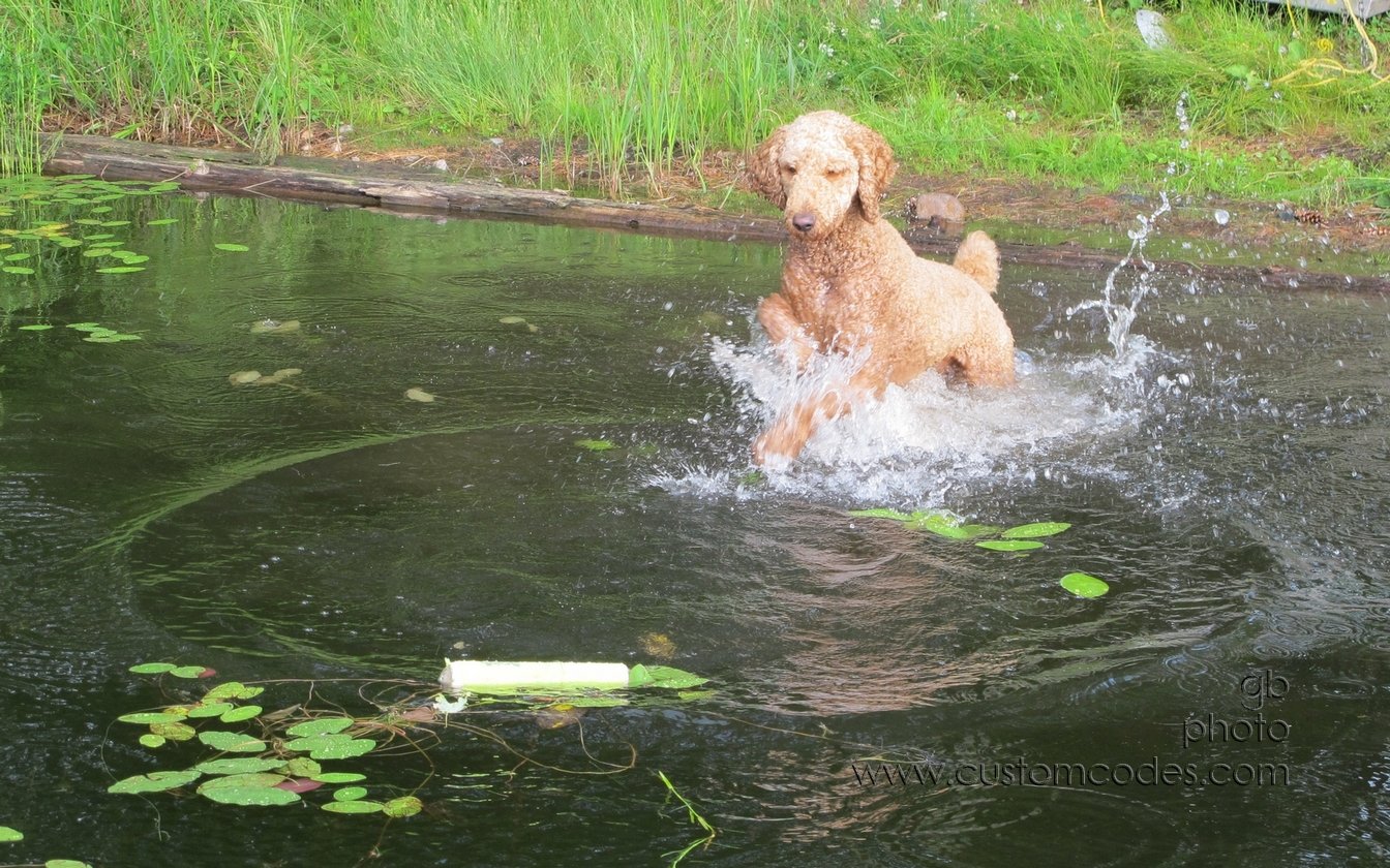 fetch_20150711