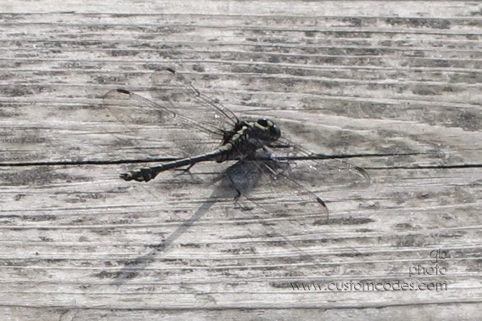 camo_20150711