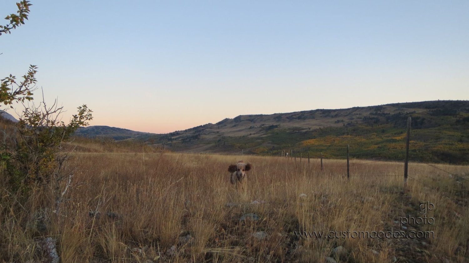 CiCoch-MorningRomp_20150923