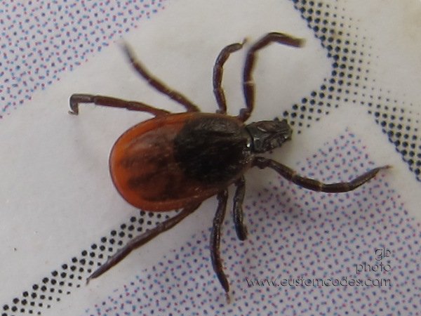 tick_20161001