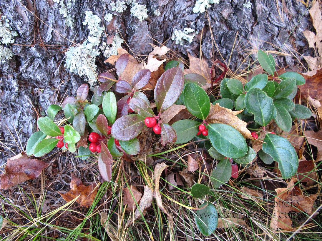 berries_20161006