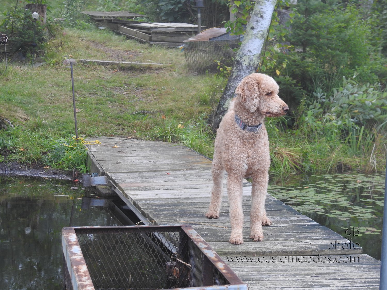 20170829_foggyMorningPatrol