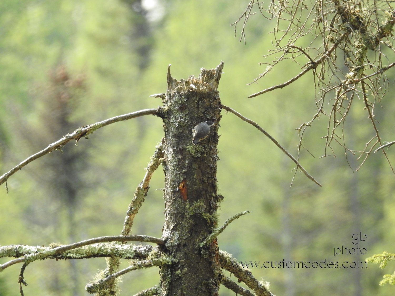 20170901_nuthatch