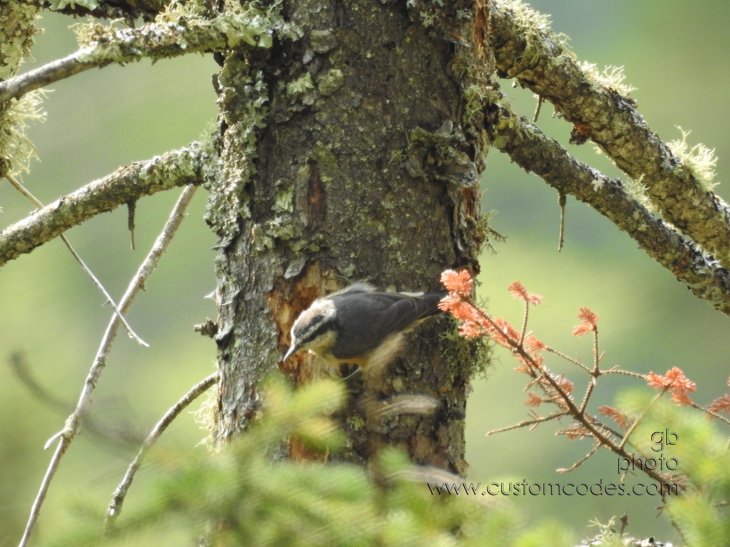 20170901_nuthatch2