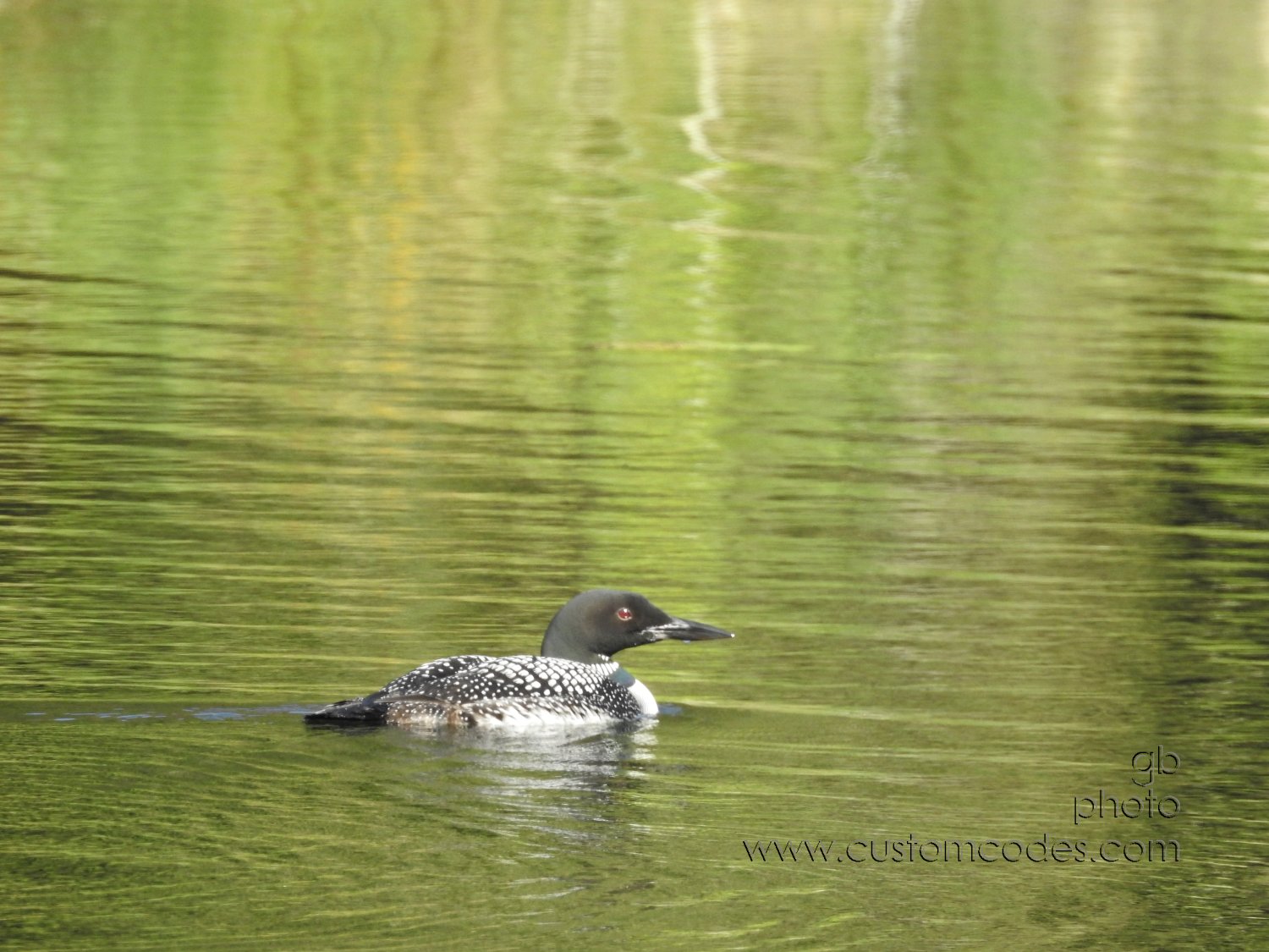 20170831_loon10