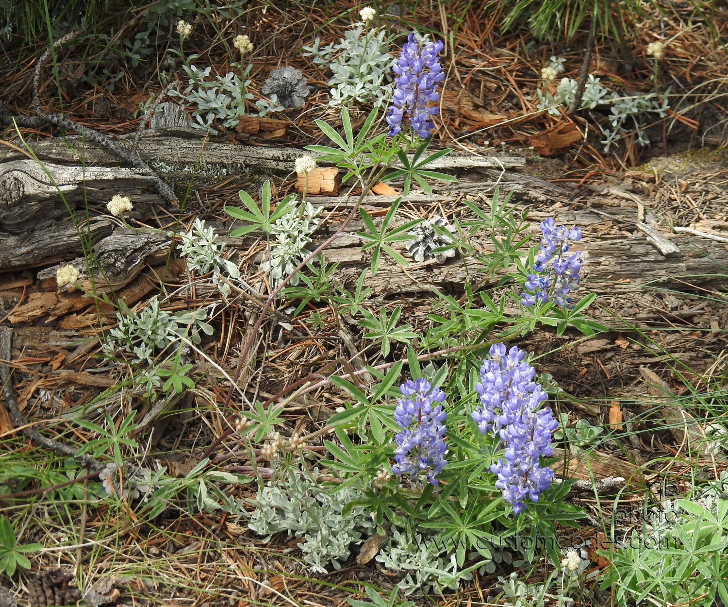 LupinesAndSpikies