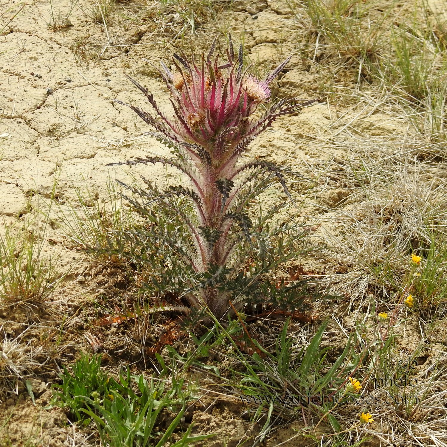 ElkThistle