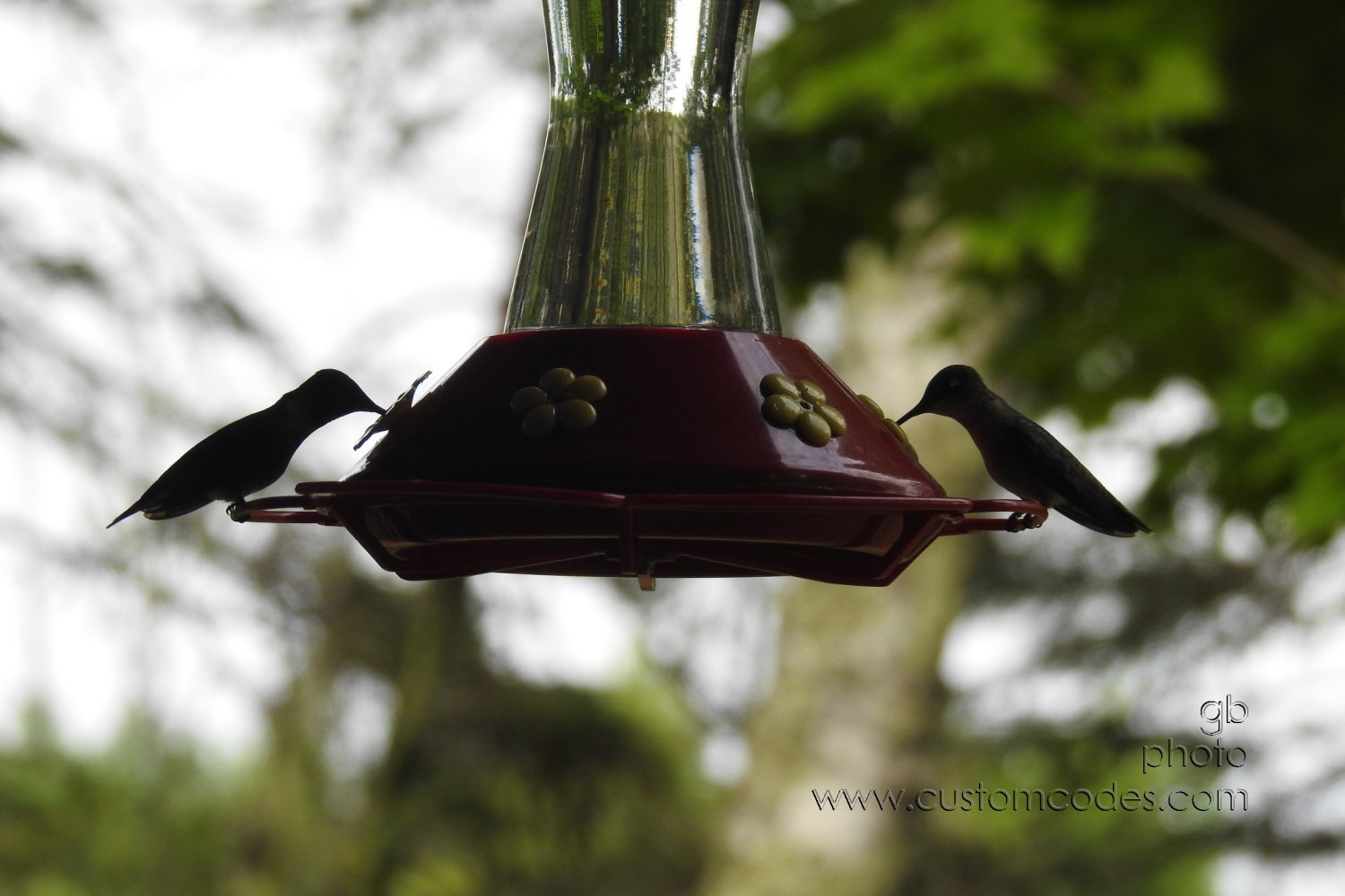 2HummingBirds20210629