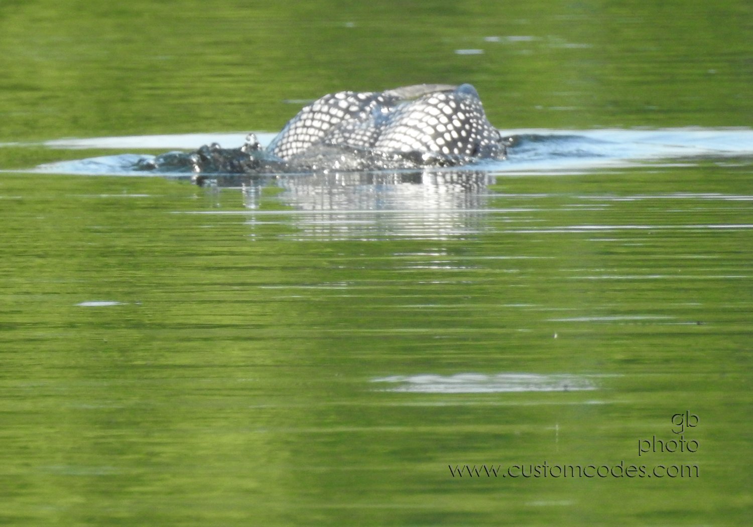 Loon_202107_7