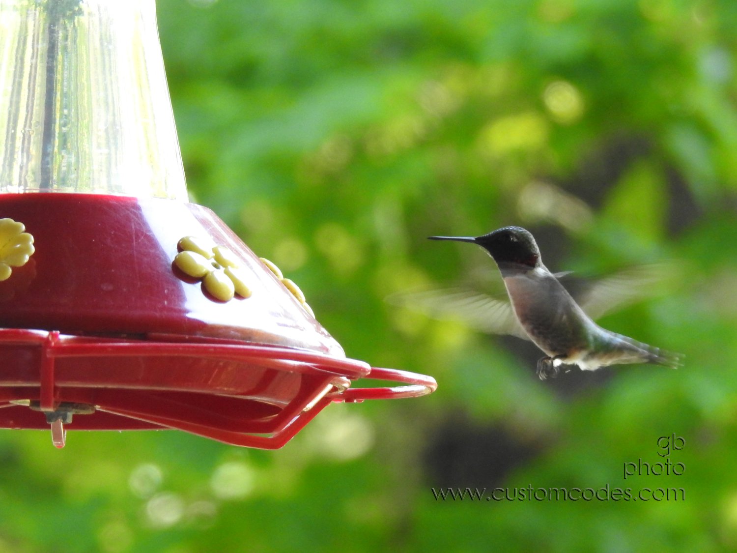 Hummingbird20210630_2