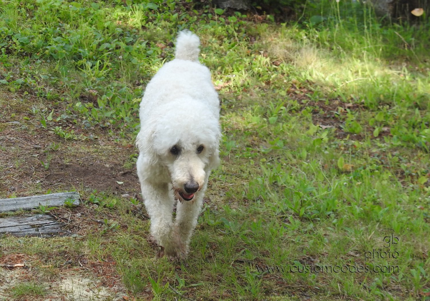 Elwood_202107