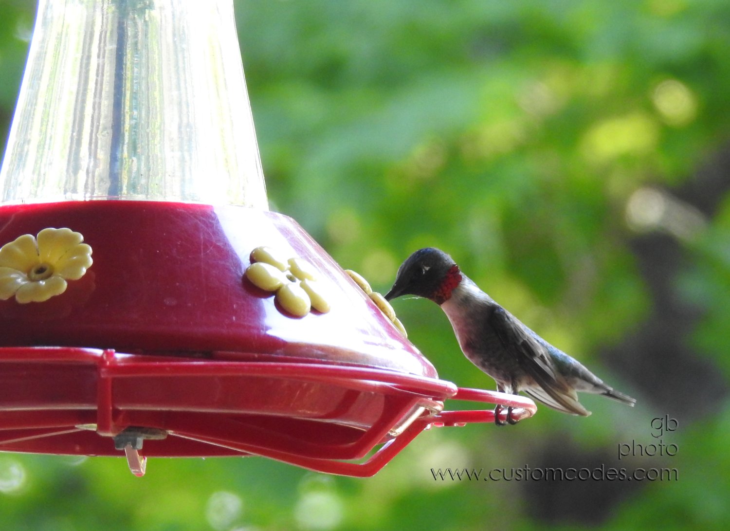 Hummingbird20210630_3