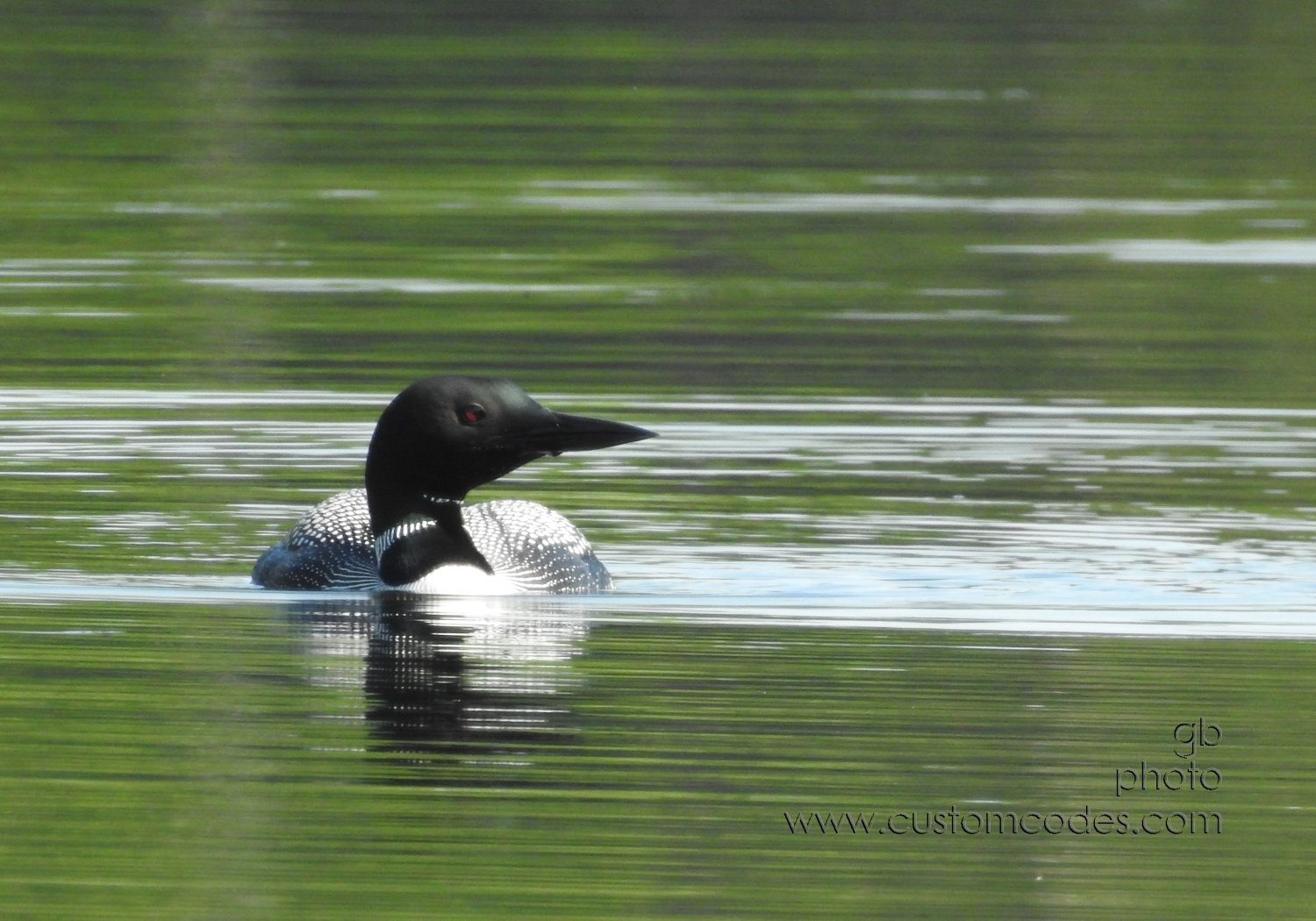 Loon_202107_3