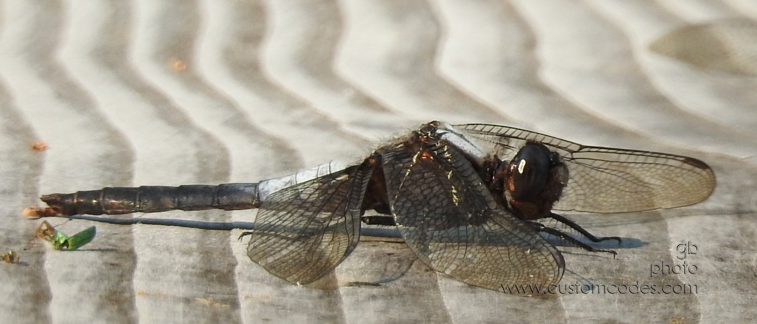 Dragonfly_202107_2