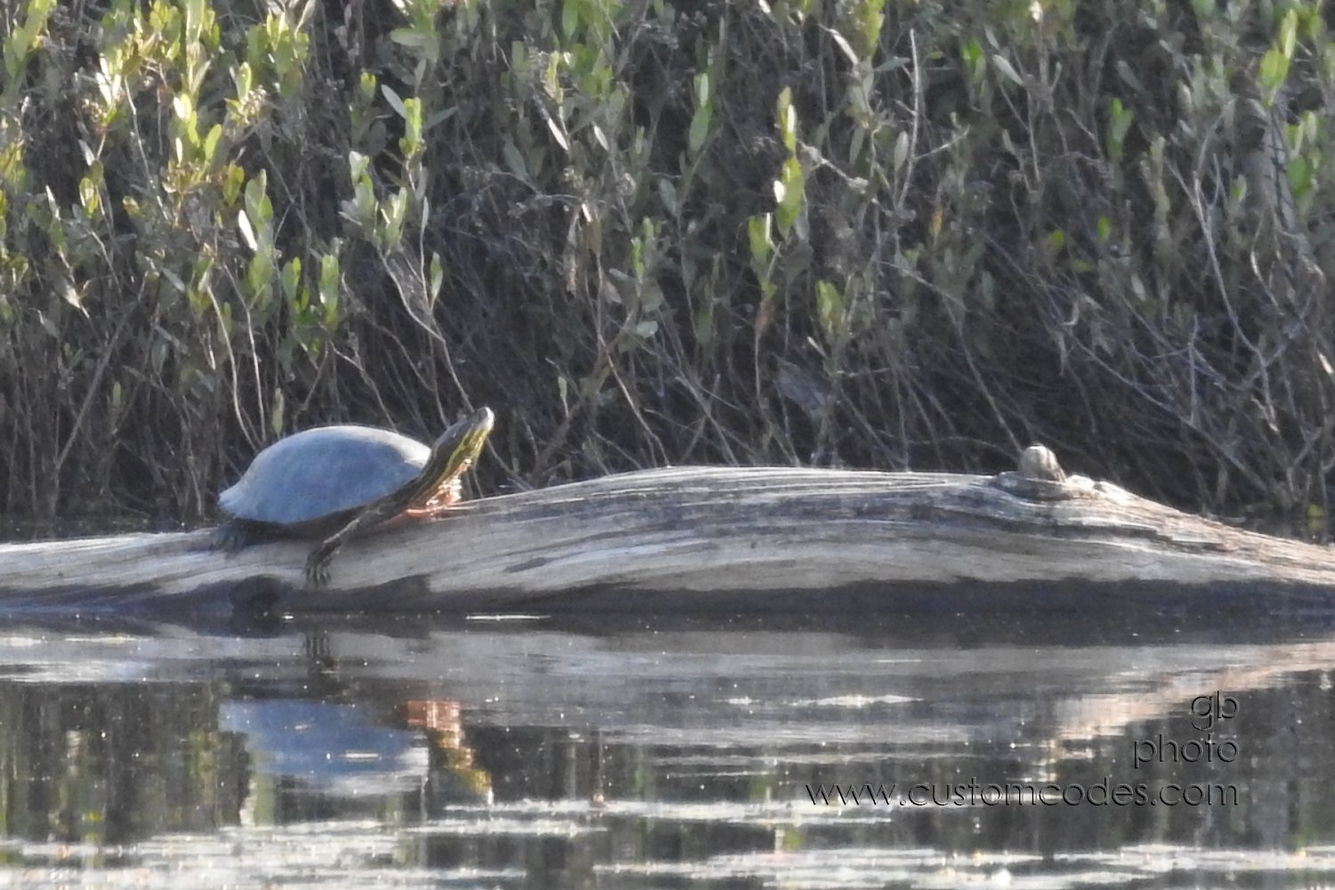 PaintedTurtle_202107