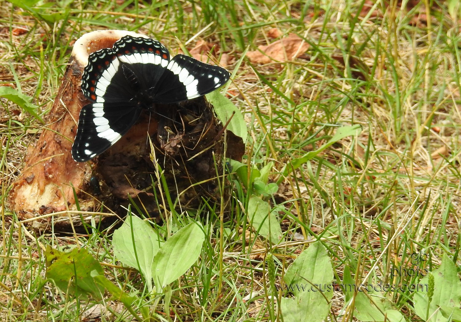 WhiteAdmiral202107