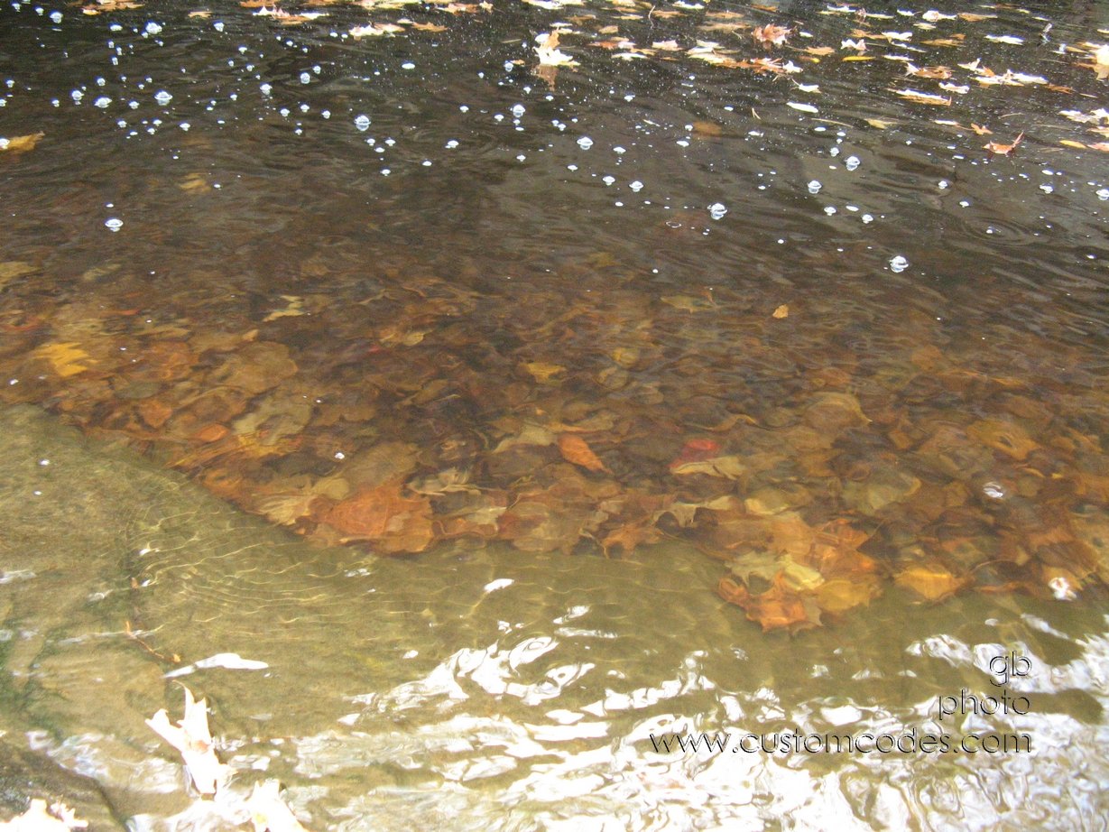 leaves_Underwater