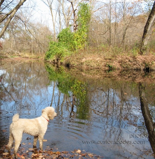puddle_hound