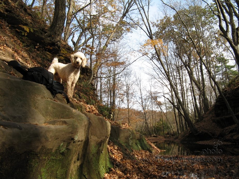 Elwood_MountainGoat