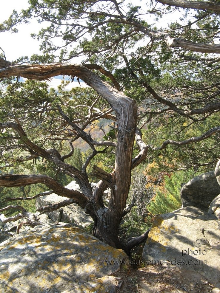 twistedRedCedarsOnGibraltar