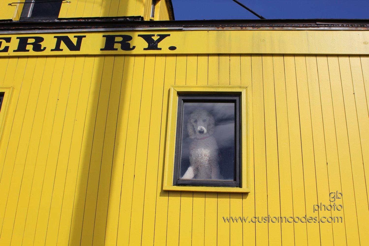 ElwoodInTheWindow