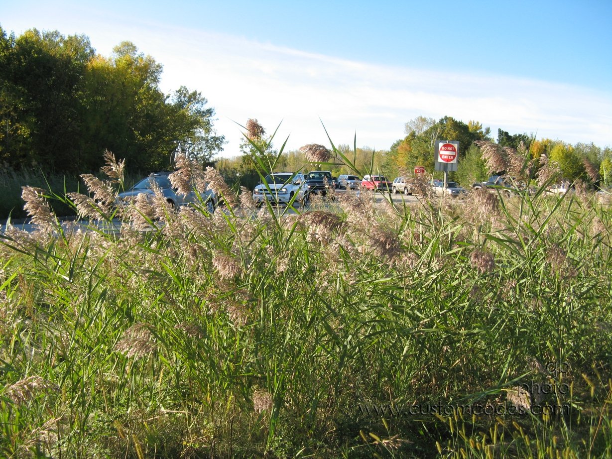 GreenBayGrass