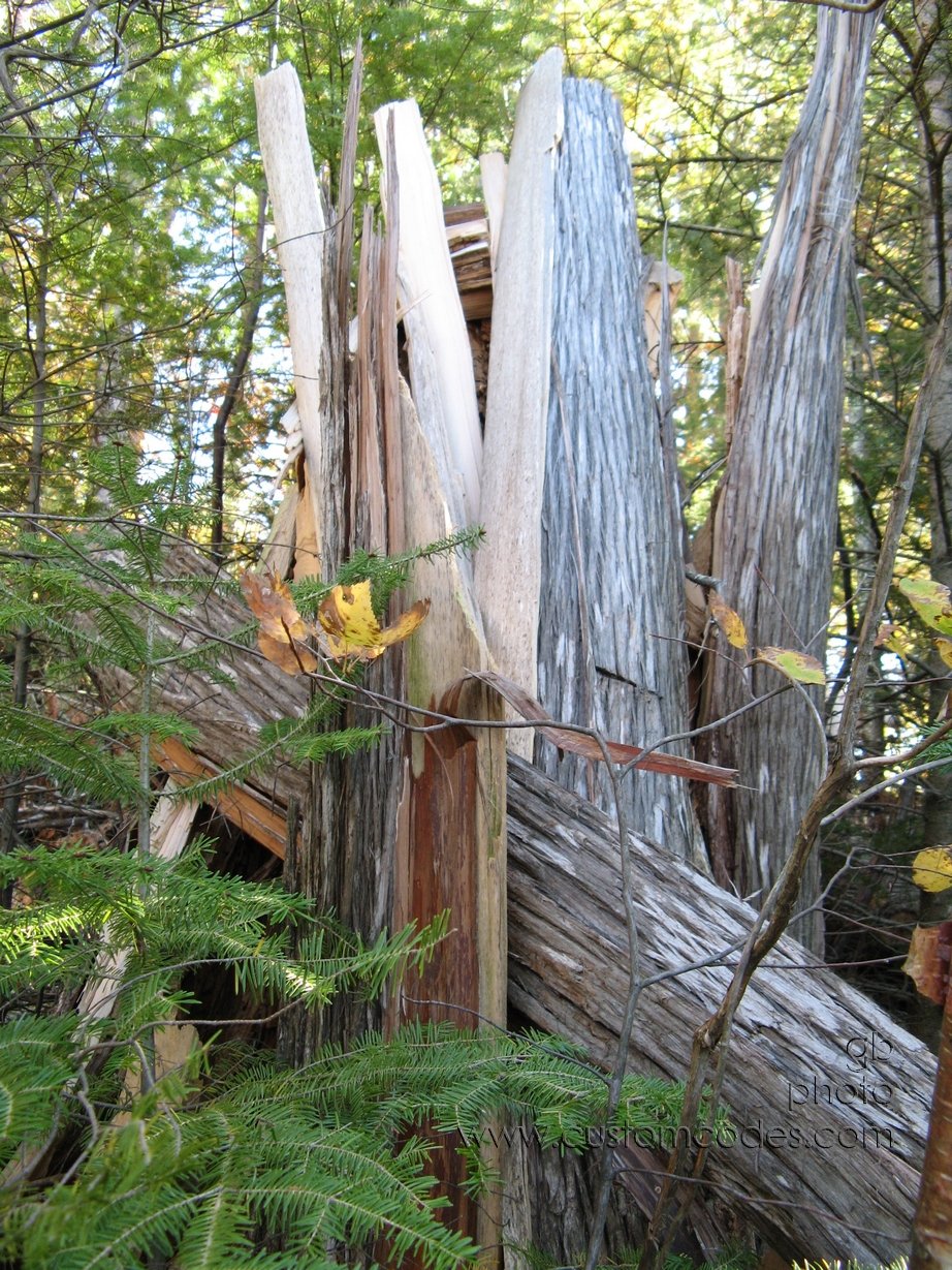 BearLakeSplitTrunk