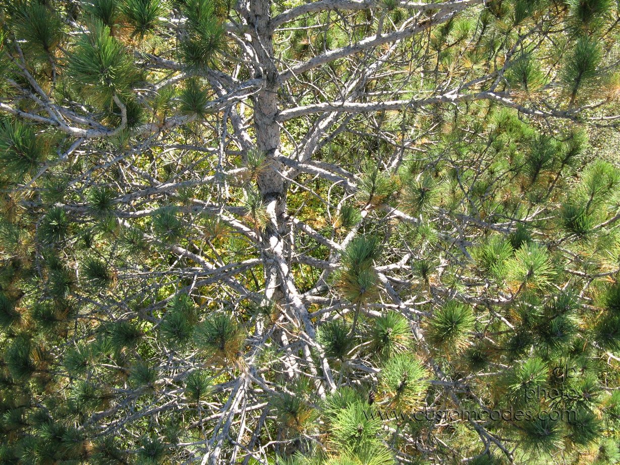 MountainWIFireTowerPineTopDown