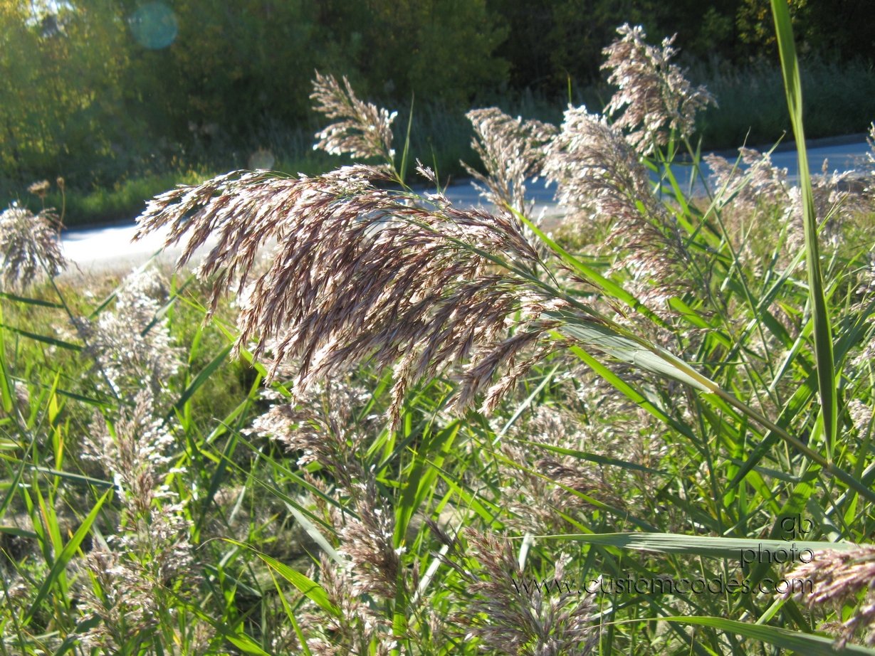 GreenBayGrassSeedHead